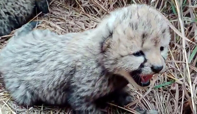 Namibian Cheetah | gives birth | three cubs | Kuno National Park | SHRESHTH BHARAT |