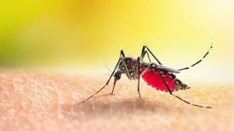 Mosquito | world malaria day | malaria | shreshth bharat