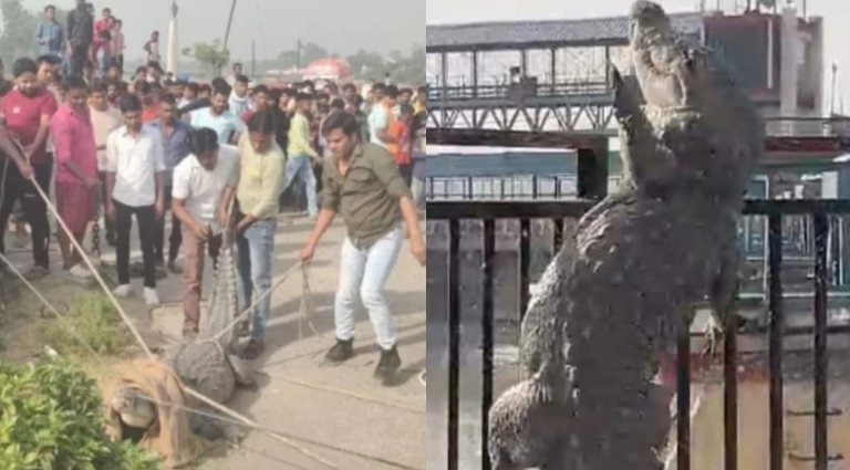 bulandshahr-crocodile-viral-video.jpg