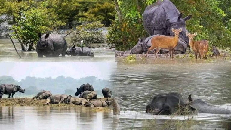 Assam Flood | Kaziranga National Park | Shreshth Uttar Pradesh |