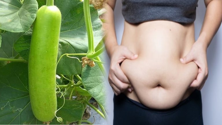 Bottle Gourd Lose Weight