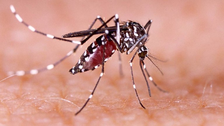 Effective Home Remedies for Dengue Fever