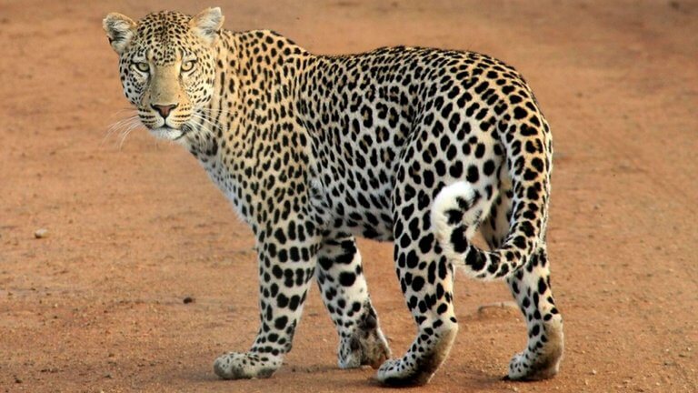 Leopard Died Due To Cardiac Shock