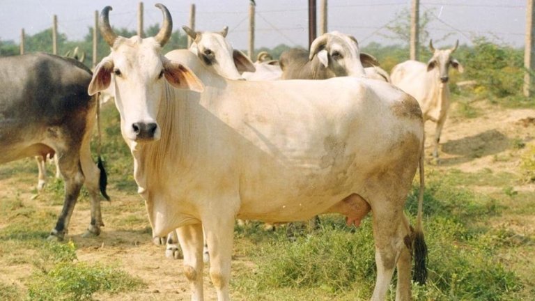 Mewati | Nari/Sirohi Hallikar |cow | पशुपालनshreshth bharat