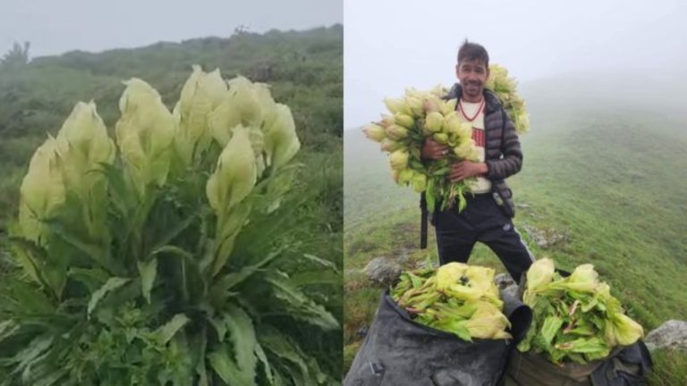 brahma-kamal-flower-bloom-only-once-a-year-know-the-specialty-of-this-flower