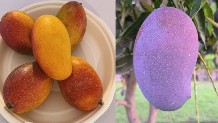 New Variety of Mango