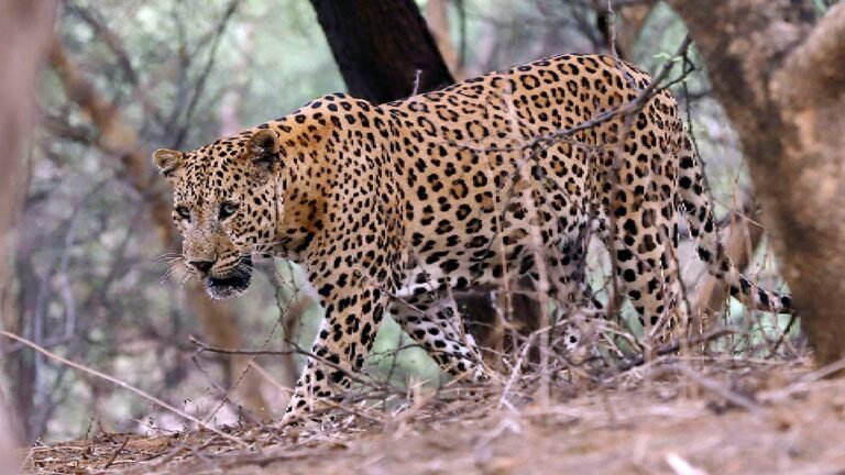 Bahraich Leopard Attack