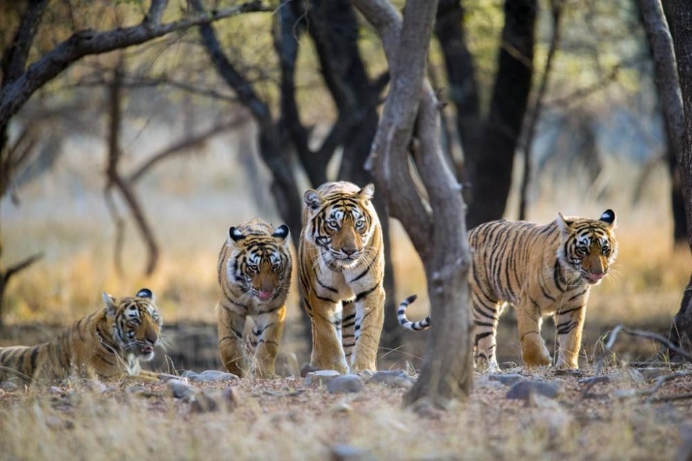 0.96938600_1681039642_tiger_india_istock