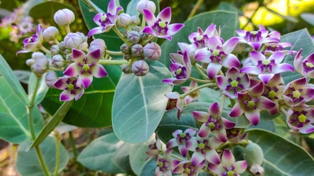 Aak Plant Benefits liked by lord shiva and ganesha has many medicinal properties know here in detail