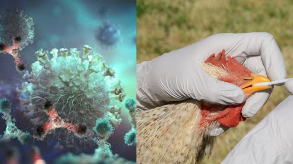 COVID19 | BIRD FLU | Disease | SHRESHTH BHARAT
