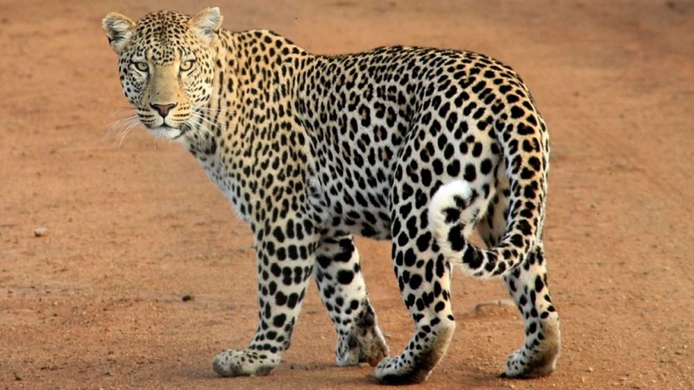 Leopard Died Due To Cardiac Shock