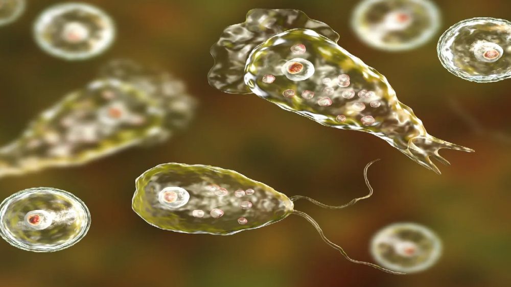 brain eating amoeba brain eating amoeba